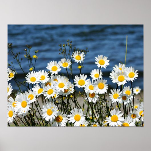 Daisy-Daisy Poster (Vorne)