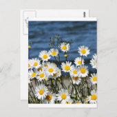 Daisy-Daisy Postkarte (Vorne/Hinten)