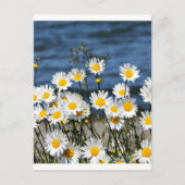 Daisy-Daisy Postkarte (Vorderseite)