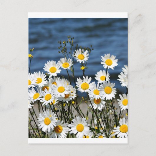 Daisy-Daisy Postkarte (Vorderseite)