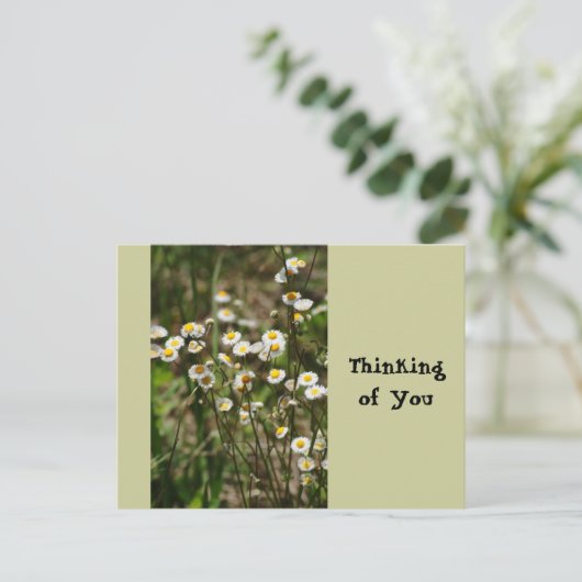 Daisy, Daisy Postkarte (Stehend Vorderseite)