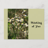 Daisy, Daisy Postkarte (Vorderseite)