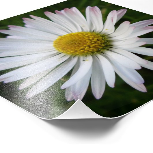 Daisy Darkness Fotodruck (Ecke)