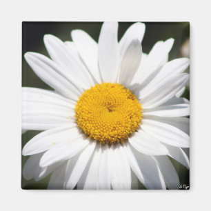 Daisy Darling Magnet