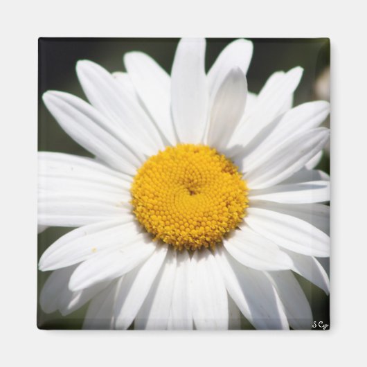 Daisy Darling Magnet (Vorne)