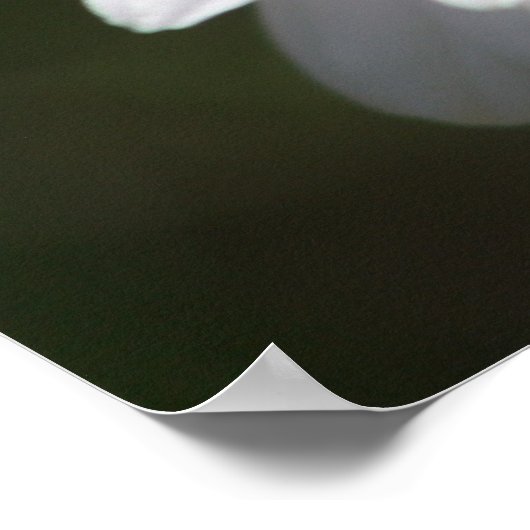 Daisy Darling Poster (Ecke)