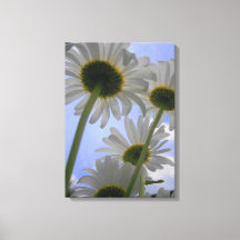 Daisy Day Wrapped Canvas