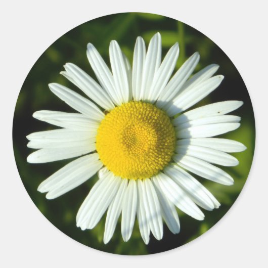 Daisy Delight Runder Aufkleber (Vorderseite)