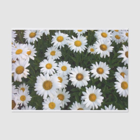 Daisy Delight Tissue Paper Seidenpapier (Vorderseite)