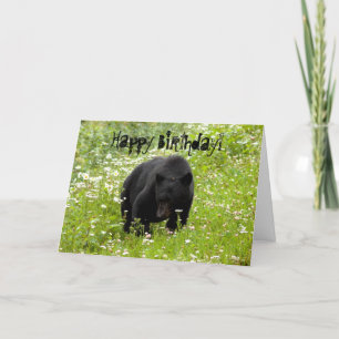 Daisy, der schwarze Bär; glücklich zum Geburtstag Karte