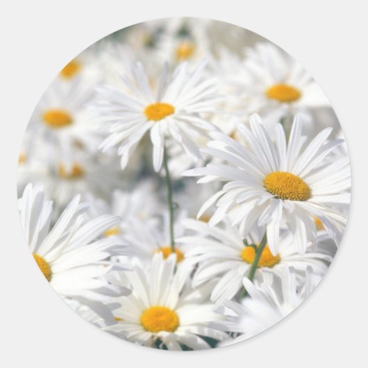 Daisy Design Runder Aufkleber (Vorderseite)
