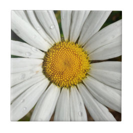 Daisy Dew Tile Fliese