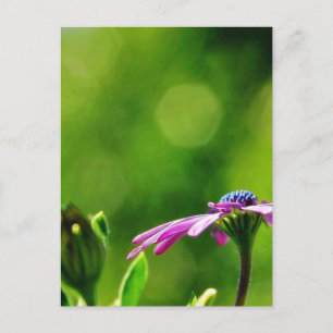 Daisy draußen auf meinem Balkon Postkarte