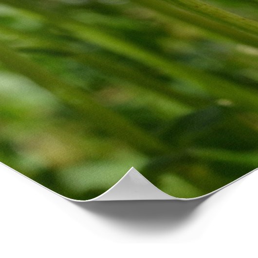 Daisy Dream Poster (Ecke)