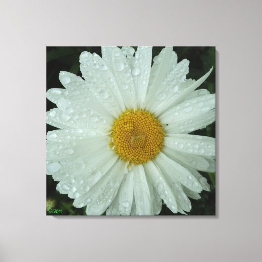 Daisy Dream Stretched Canvas Print Leinwanddruck (Vorderseite)