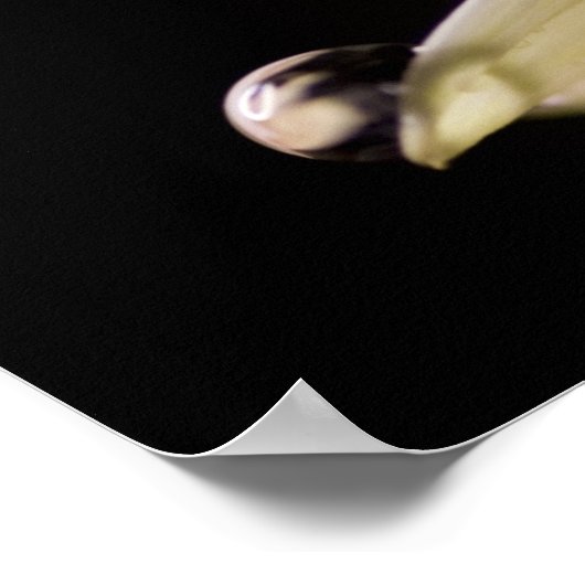 Daisy Droplet Poster (Ecke)