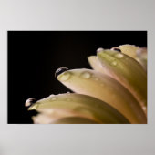 Daisy Droplet Poster (Vorne)