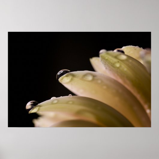 Daisy Droplet Poster (Vorne)
