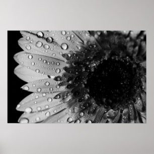 Daisy Droplets (schwarz und weiß) Poster