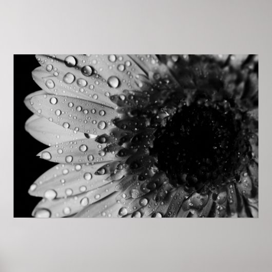Daisy Droplets (schwarz und weiß) Poster (Vorne)