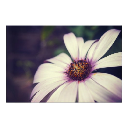 Daisy drucken. fotodruck (Vorne)