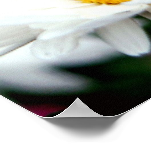 Daisy Fairy Poster (Ecke)