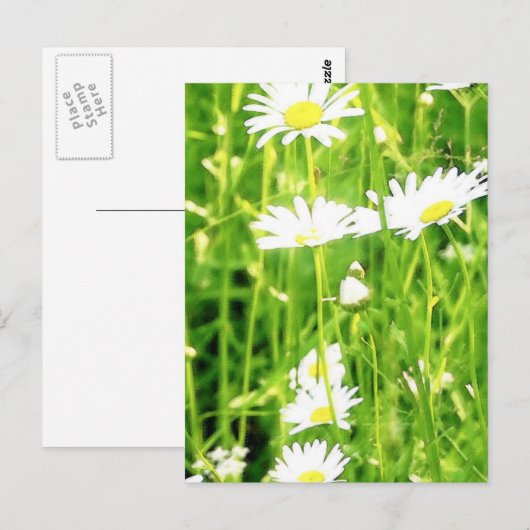 Daisy Field / Meadow Postkarte (Vorne/Hinten)