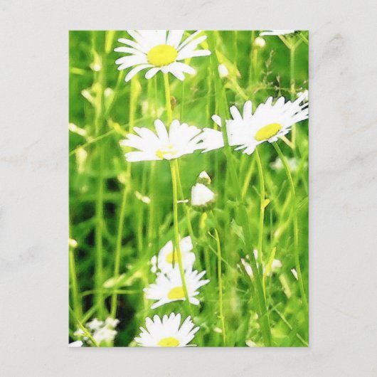 Daisy Field / Meadow Postkarte (Vorderseite)