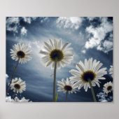 Daisy Field Poster (Vorne)