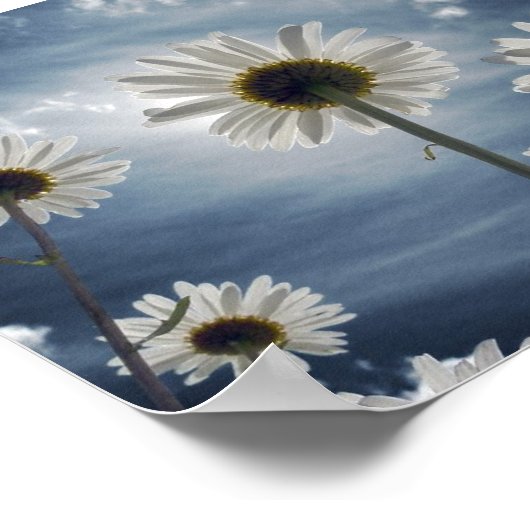 Daisy Field Poster (Ecke)