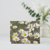 Daisy Field Postkarte (Stehend Vorderseite)
