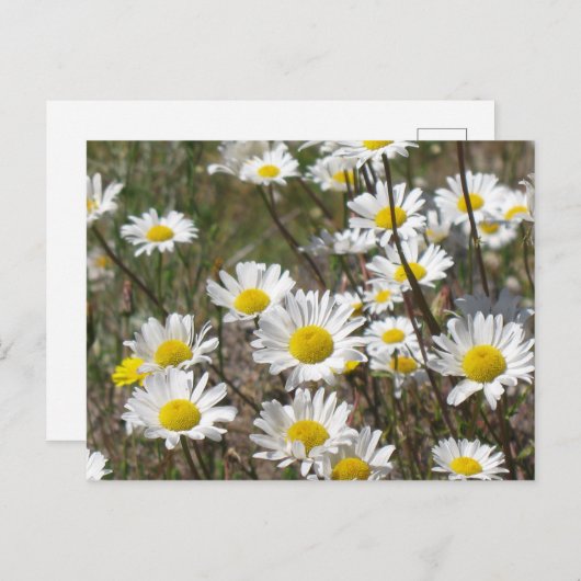 Daisy Field Postkarte (Vorne/Hinten)