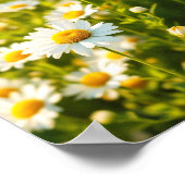 Daisy Field Sunlight Cheerful Flowers Spring Poster (Ecke)