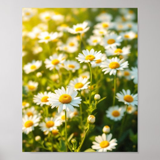 Daisy Field Sunlight Cheerful Flowers Spring Poster (Vorne)
