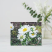 Daisy Fleabane Horizontale Postkarte (Stehend Vorderseite)