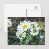 Daisy Fleabane Horizontale Postkarte (Vorne/Hinten)
