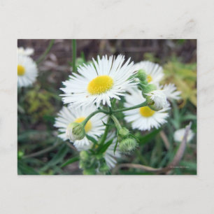 Daisy Fleabane Horizontale Postkarte
