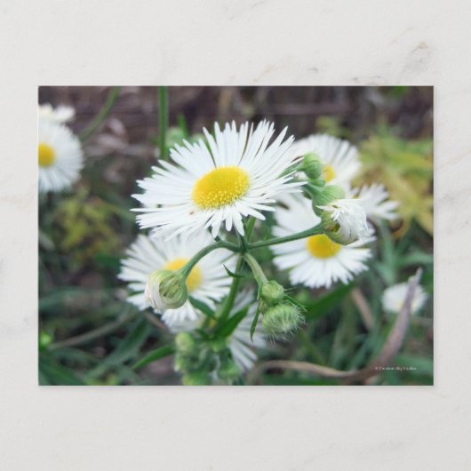 Daisy Fleabane Horizontale Postkarte (Vorderseite)