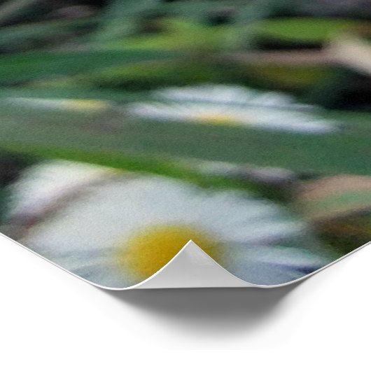 Daisy Fleabane Poster (Ecke)