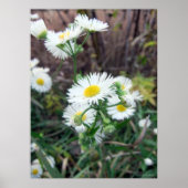 Daisy Fleabane Poster (Vorne)