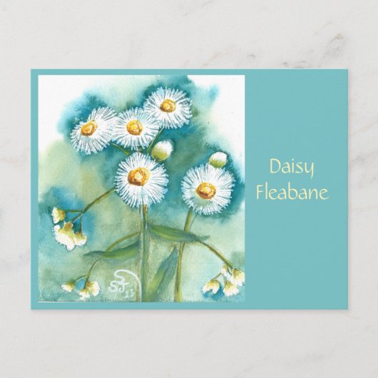 Daisy Fleabane Postkarte (Vorderseite)