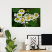 Daisy Fleabane Wildblume Bouquet Poster (Heimbüro)