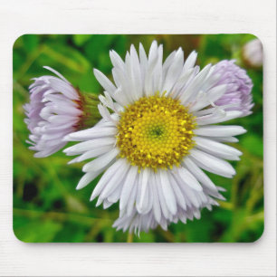 Daisy Fleabane Wildblume Mousepad