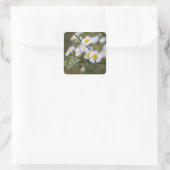 Daisy Fleabane Wildblume Stickers (Tasche)