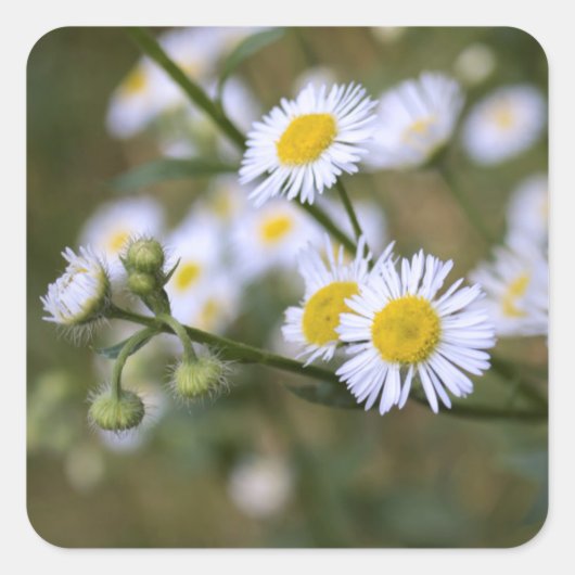 Daisy Fleabane Wildblume Stickers (Vorderseite)