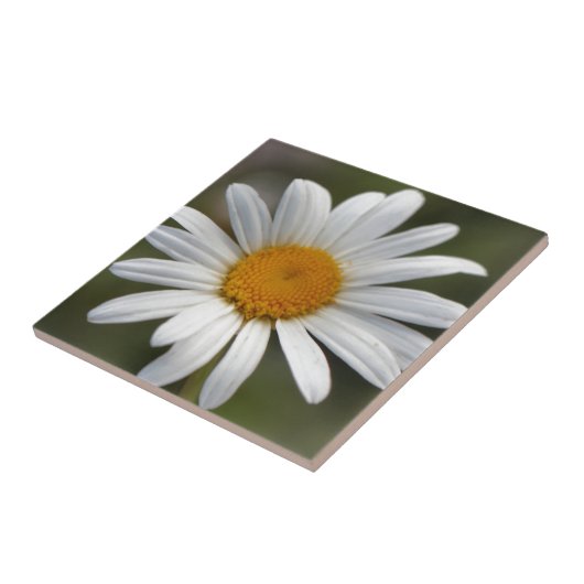 Daisy Fliese (Seite)