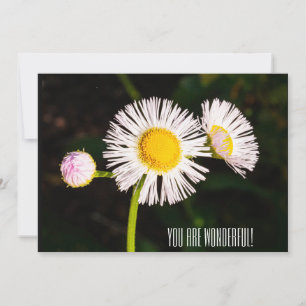 Daisy Flohbock-Blume. Du bist wunderbar! Dankeskarte