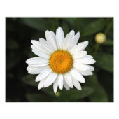 Daisy Foto (Vorne)
