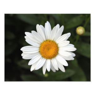 Daisy Foto