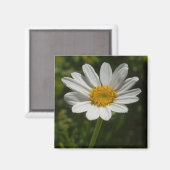 Daisy Foto Magnet (Vorderseite/Rückseite)